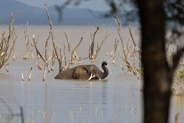 elephant in lake manyara np