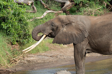 elephant in lake manyara np