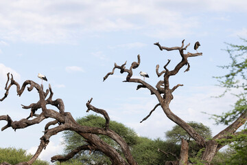 storks in africa
