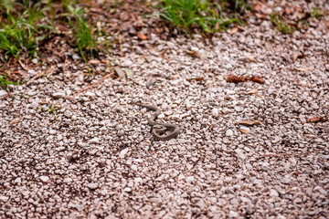 Small dice snake, natrix tessellata, resting on a gravel path in Krka national park, Croatia, basking in the warm sunlight and enjoying the tranquility of its natural habitat