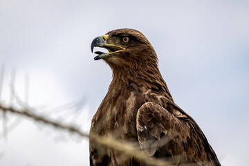 eagle in serengeti