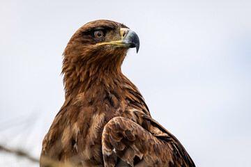 eagle in serengeti