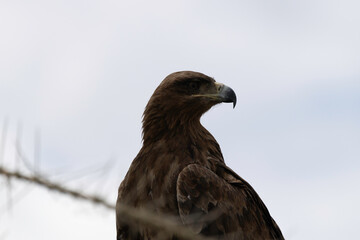 eagle in serengeti