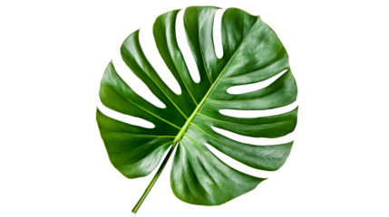 Large green monstera leaf with a transparent background