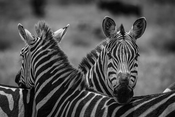 zebra in serengeti