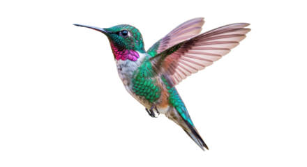 Isolated Hummingbird in Flight