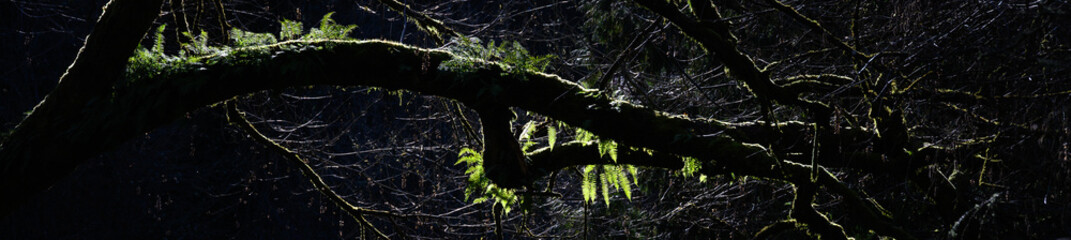 Fototapeta premium Ferns growing on a tree branch in the forest backlit by the winter sun, study in dark and light, as a nature background 