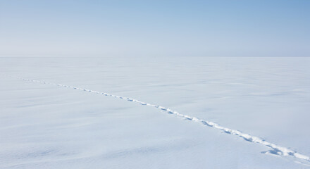 Obraz premium Arctic Hare Tracks: A Solitary Journey Across the Snowy Expanse Landscape
