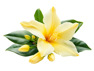 Obraz premium Pale Yellow Hibiscus Flower with Green Leaves, PNG