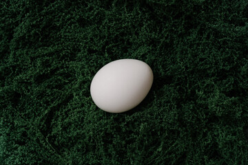 white egg on green moss. 