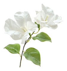 Obraz premium PNG Flowers leaves leaf fresh.