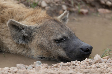 hyena in the savannah