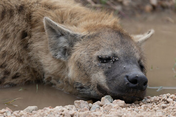 hyena in the savannah