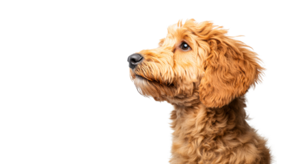 Profile portrait of a golden curly-haired dog looking up, cut out transparent