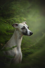 A whippet dog stands alert among lush green foliage in a tranquil forest. Its sleek body and keen...