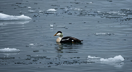 Eider Duck Serenity: A Lone Bird Amidst Ice Floes in Chilly Waters
