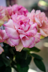 luxury bouquet of fresh pink roses, closeup