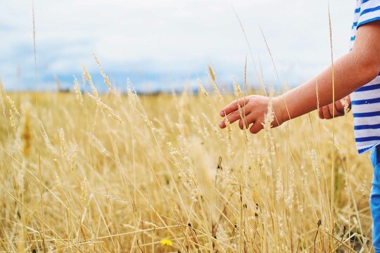 Side view of a boy standing in a field touching an ear of wheat in summer