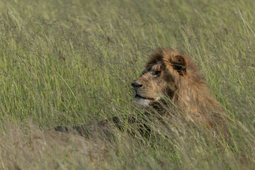 Lion in Serengeti