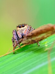 spider on a leaf
