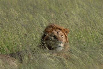 Lion in Serengeti