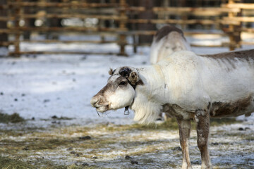 Visit to a reindeer farm in Rovaniemi, Finland  © Sarah