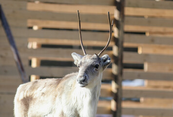 Visit to a reindeer farm in Rovaniemi, Finland  © Sarah