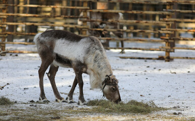 Visit to a reindeer farm in Rovaniemi, Finland  © Sarah