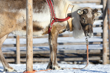 Visit to a reindeer farm in Rovaniemi, Finland  © Sarah