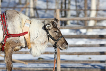 Visit to a reindeer farm in Rovaniemi, Finland  © Sarah