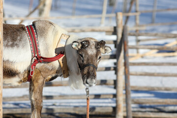 Visit to a reindeer farm in Rovaniemi, Finland  © Sarah