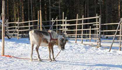 Visit to a reindeer farm in Rovaniemi, Finland  © Sarah