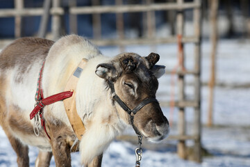 Visit to a reindeer farm in Rovaniemi, Finland  © Sarah