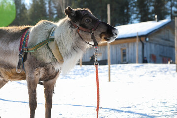 Visit to a reindeer farm in Rovaniemi, Finland  © Sarah