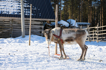 Visit to a reindeer farm in Rovaniemi, Finland  © Sarah