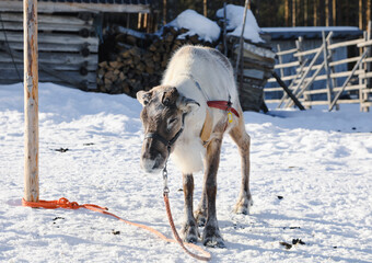 Visit to a reindeer farm in Rovaniemi, Finland 
