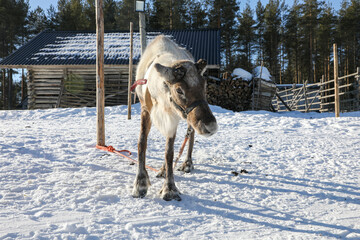 Visit to a reindeer farm in Rovaniemi, Finland  © Sarah
