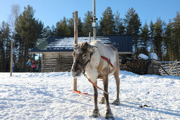 Visit to a reindeer farm in Rovaniemi, Finland  © Sarah