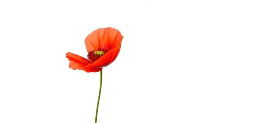 A vibrant, single red poppy blossom, petals fully open, isolated on pure white background, bloom, red