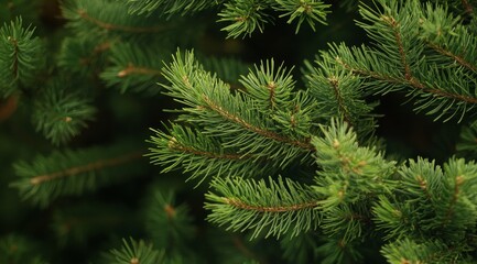 Close-up of Christmas tree branches