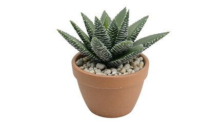 Small Haworthia Plant in Pot with Pebbles on Transparent Background