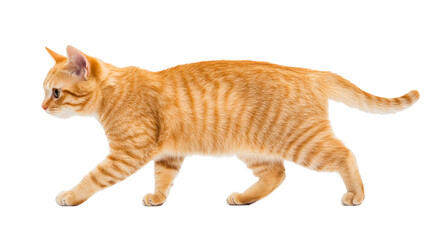 Ginger tabby cat walking, domestic animal, orange pet mammal, cut out transparent