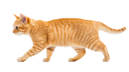 Ginger tabby cat walking, domestic animal, orange pet mammal, cut out transparent