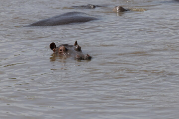 hippo in serengeti