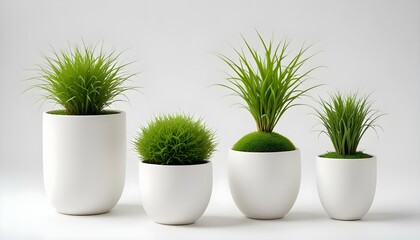 Obraz premium Four small potted plants are arranged in a row against a bright white background