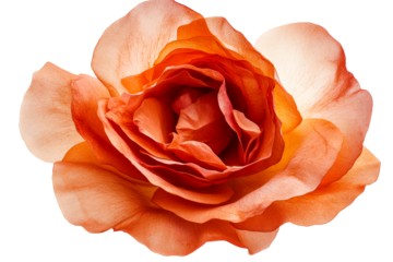Orange rose bud with delicate petals in full bloom, cut out transparent