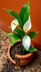 Drooping peace lily in terracotta pot, dry soil visible, water, plant health, home