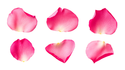 Six pink petals, floral elements isolated on a black backdrop, cut out transparent