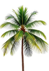 Obraz premium Single majestic palm tree, isolated against pure white backdrop, white background, elegant