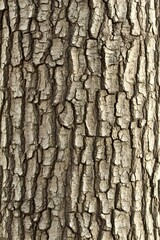 Obraz premium Detailed Close Up Tree Bark Texture Photo Nature Background